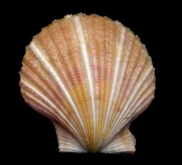 Aequipecten  opercularis